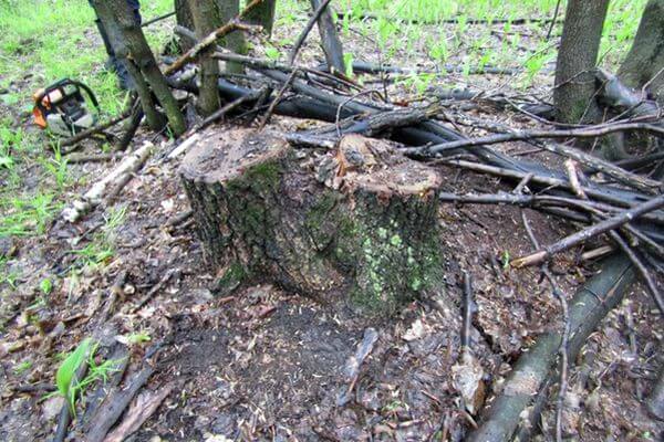 Житель Самарской области вырубил деревьев на 150 тысяч рублей