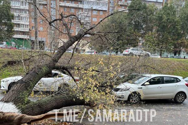 В Самаре упавшее дерево повредило три машины на проспекте Ленина