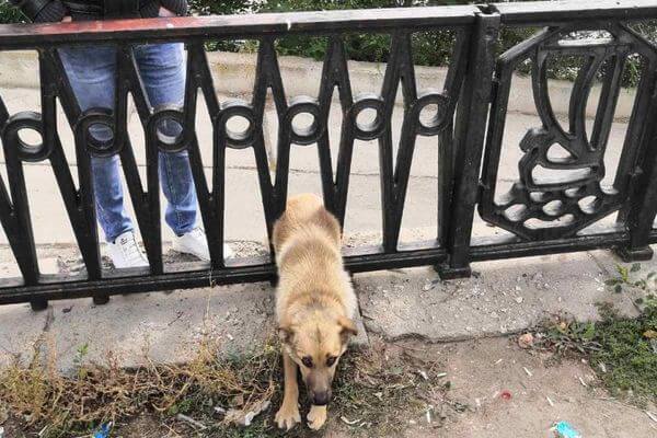 В Тольятти спасли пса, застрявшего в ограде на набережной