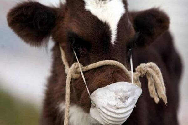 В Самарской области обнаружены новые вспышки лейкоза крупного рогатого скота
