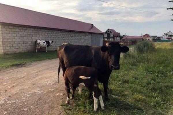 В Самарской области обнаружены новые вспышки лейкоза крупного рогатого скота