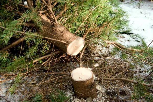 В Самарской области началось патру­ли­ро­вание лесов для предот­вра­щения рубки елей и сосен