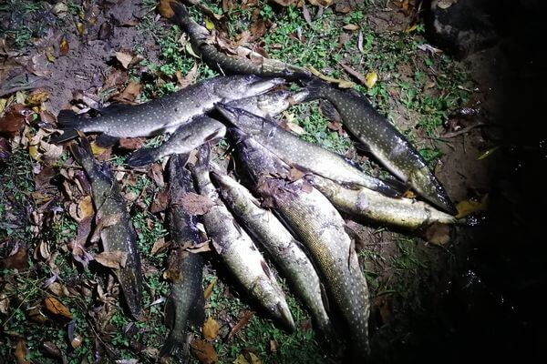 Два брако­ньера ночью ловили острогой щук на Волге в Самарской области