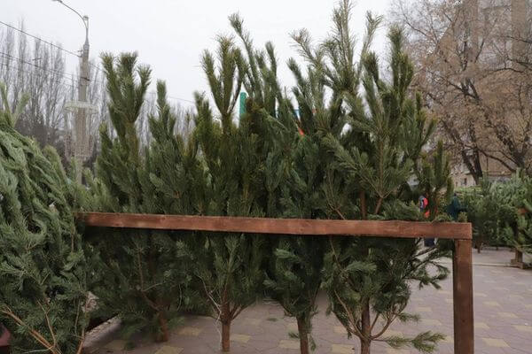 В Самаре 16 декабря открылись 152 точки по продаже елок
