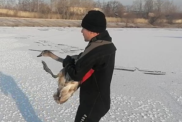 В Тольятти спасатели нашли «лебедя», за судьбу которого переживали горожане 