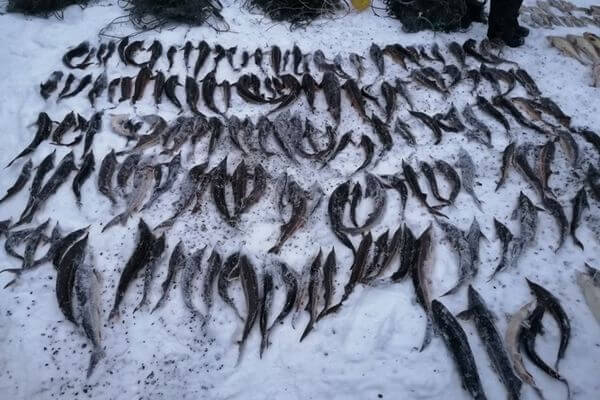 В Самарской области поймали брако­ньеров с уловом на 2 млн рублей