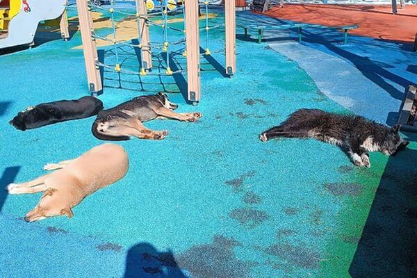 Жители Самары заметили стаю бродячих собак на детской площадке в парке Гагарина