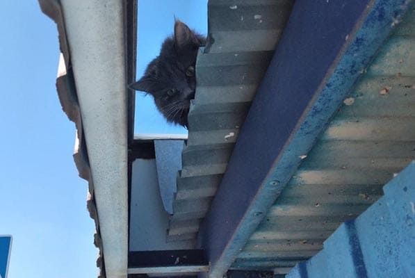 Кота, который оказался на крыше остано­вочного павильона, спасли в Тольятти