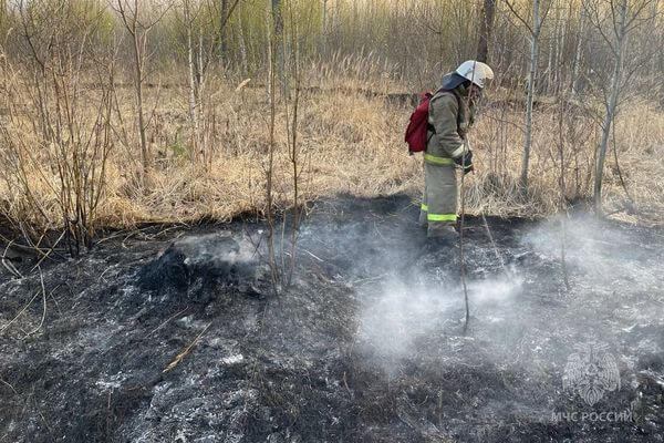 Мэр Тольятти: причиной пожара в лесу стал пьяный поджог