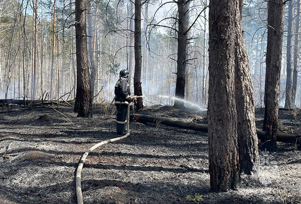 Сухая трава на площади 1 га горела в лесу в Тольятти