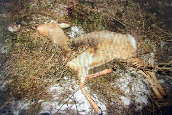 В Самарской области будут судить брако­ньеров, убивших двух косуль