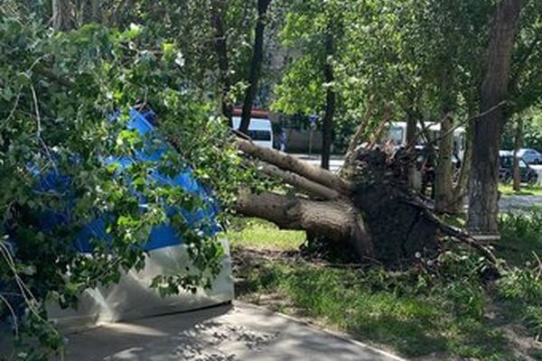 В Самаре в результате урагана 28 мая повалило 57 деревьев
