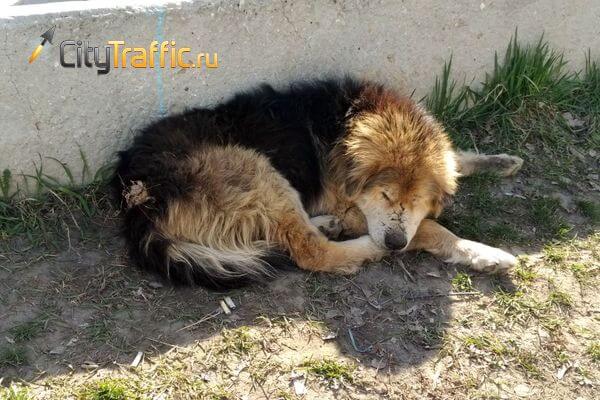 В Самарской области распу­стили рабочую группу по вопросам бездомных животных