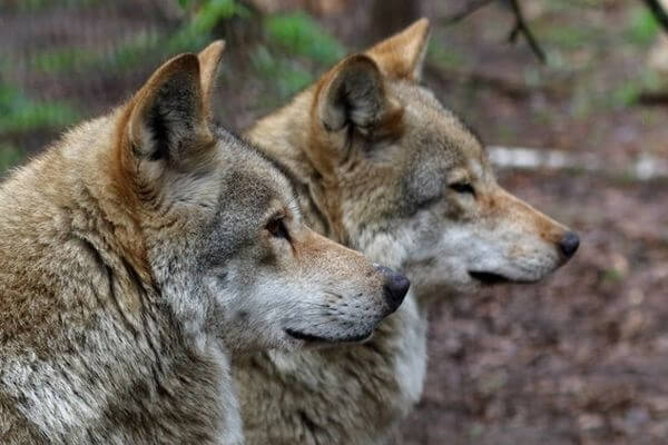 В нацпарке Самарская Лука зимой 2023 года не нашли следов волка и рыси