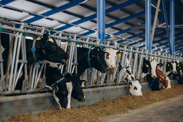 В Самарской области инвестор получит два земельных участка под строи­тельство молочной фермы