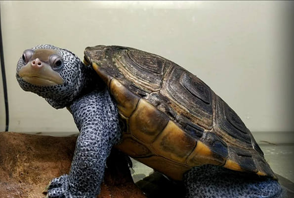 В Самарском зоопарке отметят Всемирный день черепахи