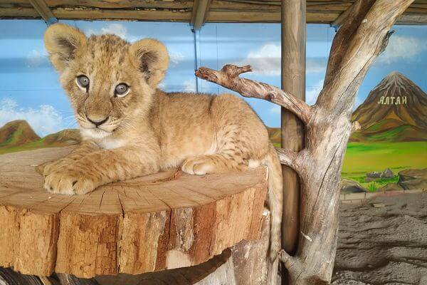 Львенок Алтай нашел свое любимое место в Самарском зоопарке
