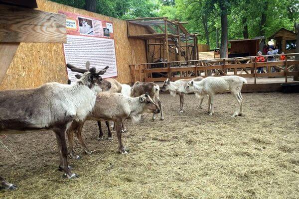 Зоопарк в самарском поселке Управленческий получил лицензию