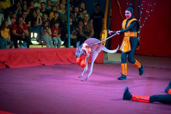 В цирке «Джокер» опровергли факт жестокого обращения с кенгуру в Тольятти