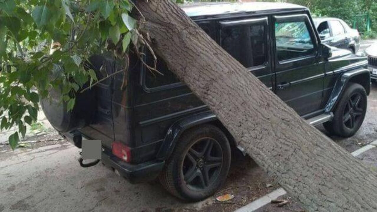 В Самаре на припаркованный джип упало дерево | CityTraffic