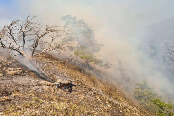 В Самарской области больше двух суток тушили лесной пожар в Жигулевском заповеднике