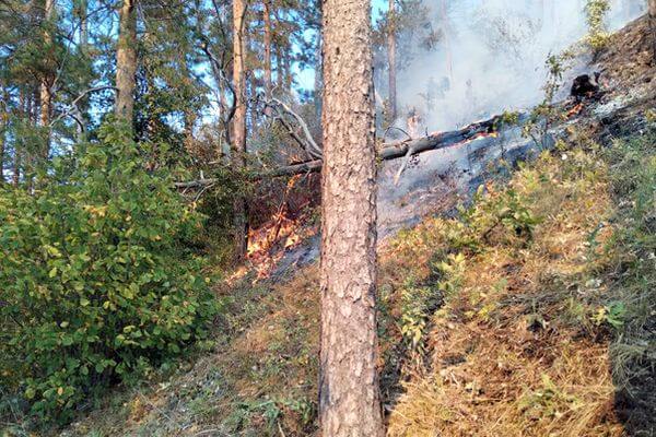 В Жигулевском заповеднике вторые сутки тушат лесной пожар