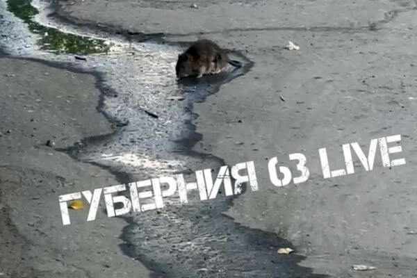 Жители Самары заметили крыс в сквере на улице Солнечной