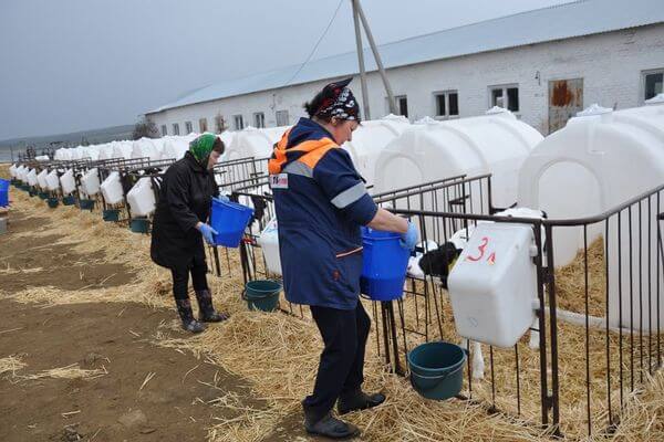 В Самарской области предо­ставили 7 земельных участков бывшего колхоза под строи­тельство живот­но­вод­че­ского комплекса КРС