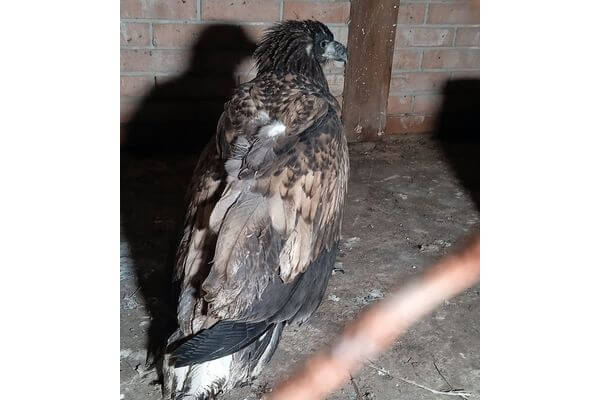 Житель Самарской области спас орлана-белохвоста со сломанным крылом