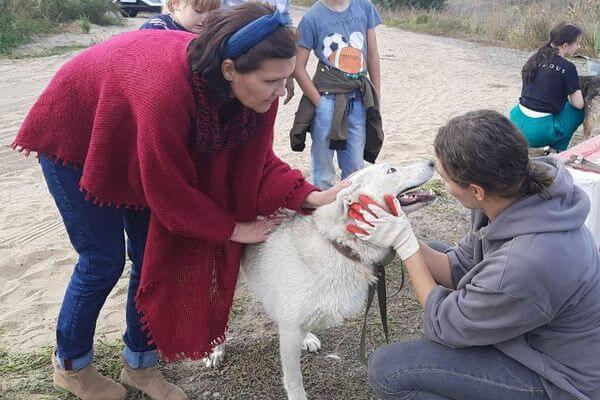 В Самарской области трехлапый пес Айс из приюта нашел хозяев