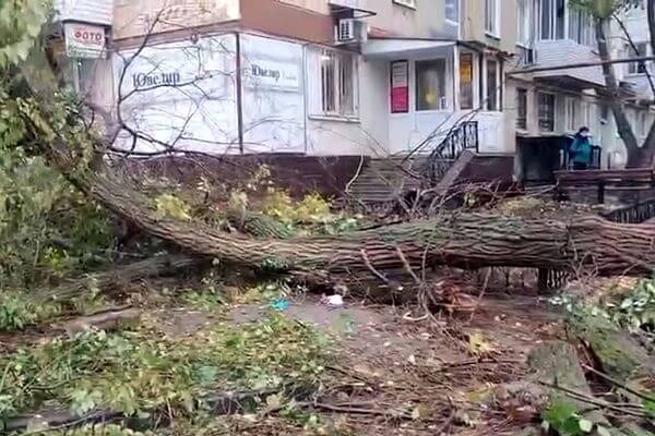 В Самарской области возбудили дело из-за падения дерева на людей в Отрадном
