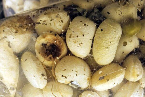 В аэропорту Самары у пассажира из Таджикистана нашли фасоль с личинками