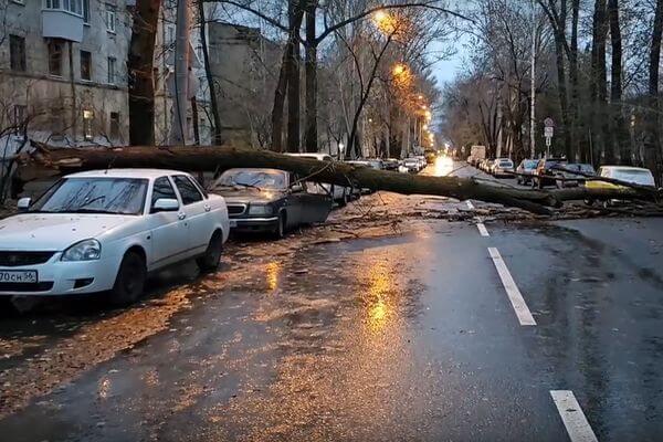 В Самаре и Тольятти утром в пятницу упавшие деревья повредили как минимум 3 автомобиля