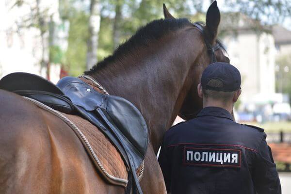 В Самаре купят 6 лошадей для полка патрульно-постовой службы полиции