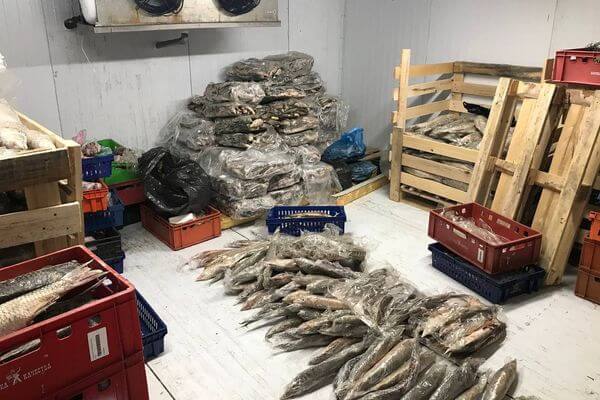 В Самарской области задержан инспектор Росрыболовства, который органи­зовал сбыт вылов­ленной брако­ньерами рыбы