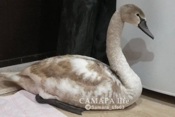 В Самарской области спасли лебедя, остав­шегося зимовать на озере в поселке Гранный