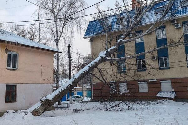 В Самаре дерево рухнуло на здание «Газпрома»