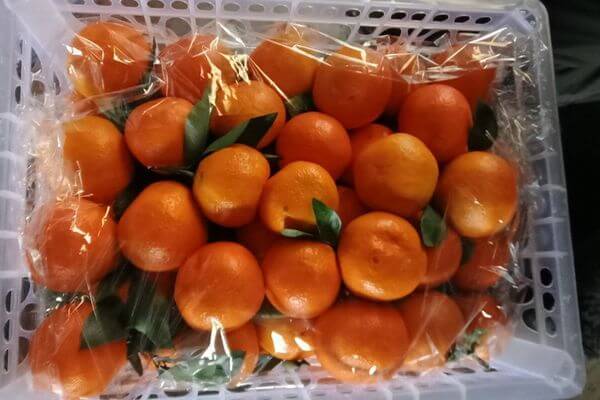 В Самарскую область прибыли 116 тонн манда­ринов из Китая