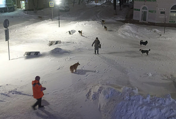 В Новокуйбышевске расследуют нападение стаи собак на прохожих