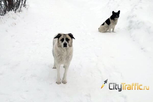 бездомные собаки зима