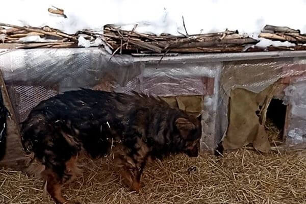 Самарские зооза­щитники просят силовиков разобраться со сносом будок для собак