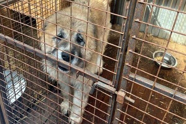 В Самарской области на руково­дителя приюта для животных возбудили дело из-за нарушений
