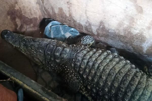 Самарские таможенники не дали вывезти 2‑метрового живого крокодила из РФ в Казахстан