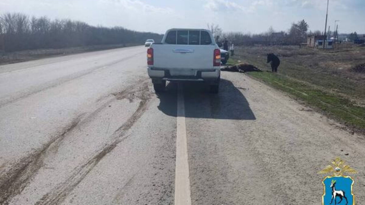 Пикап насмерть сбил двух пони на дороге между Самарой и Бугурусланом |  CityTraffic