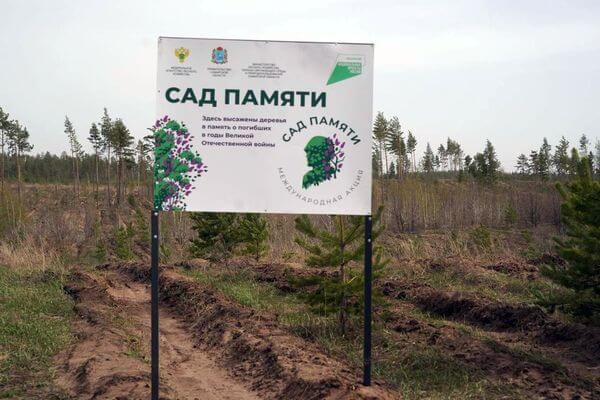 Жители Самарской области восста­нав­ливают лес, участвуя в акции «Сад памяти»