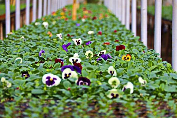 В Самаре до 20 июня высадят цветы на площади более 39 тысяч квадратных метров