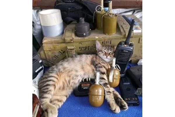 Фронтовой кот Брэдли попал в кадр во время боевого дежурства