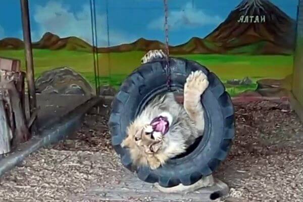 В Самарском зоопарке сняли на видео, как львенок Алтай резвится в вольере