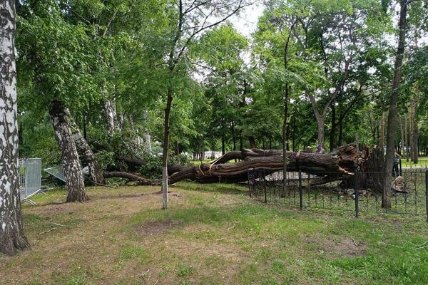 В парке Гагарина в Самаре упал 300-летний дуб