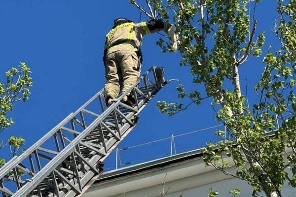 В Тольятти сотрудник МЧС спас кота, который не мог спуститься с дерева